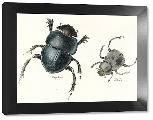 Beetles engraving 1893