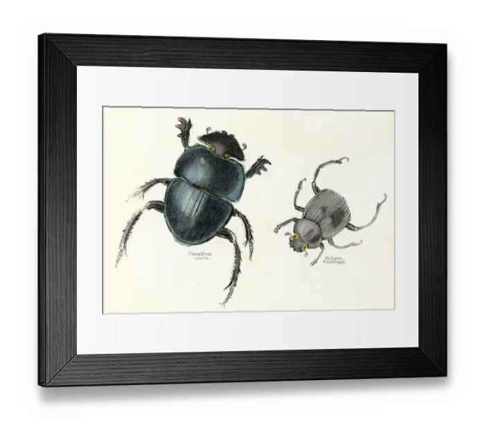 Framed Print : Beetles engraving 1893
