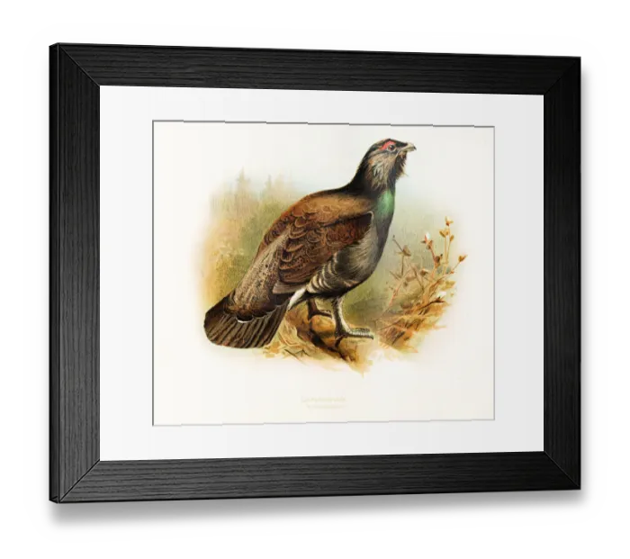Framed Print : Capercaille bird color plate 1900 Framed Print : Capercaille bird color plate 1900