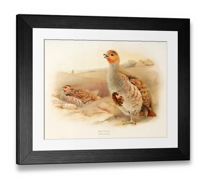 Framed Print : Partridge bird color plate 1900 Framed Print : Partridge bird color plate 1900