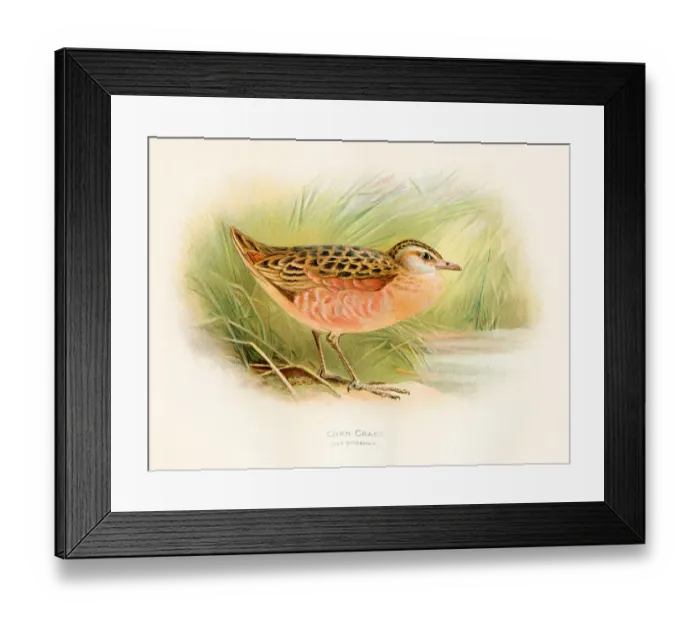 Framed Print : Corn crake bird color plate 1900 Framed Print : Corn crake bird color plate 1900