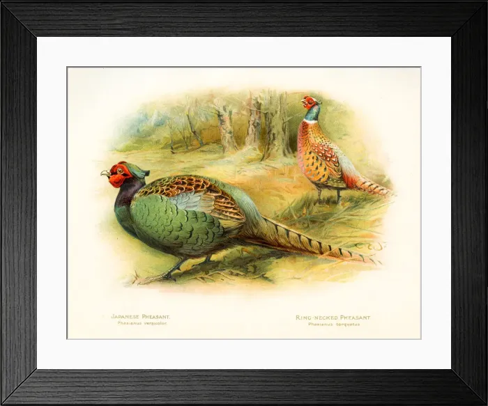 Framed Print : Pheasants birds color plate 1900 Framed Print : Pheasants birds color plate 1900