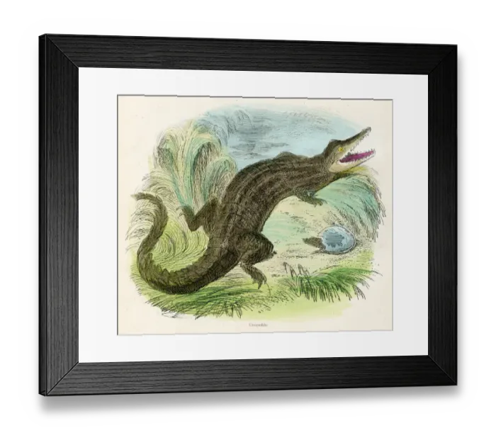Framed Print : Crocodile engraving 1893 Framed Print : Crocodile engraving 1893