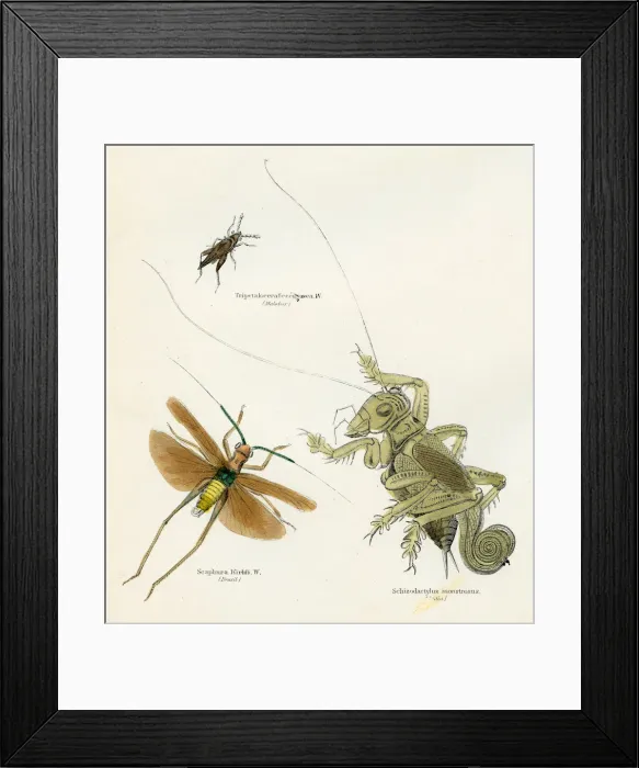 Framed Print : Insects crickets engraving 1893 Framed Print : Insects crickets engraving 1893