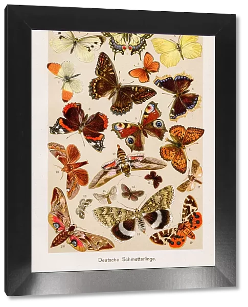 Butterfly Chromolithography 1899