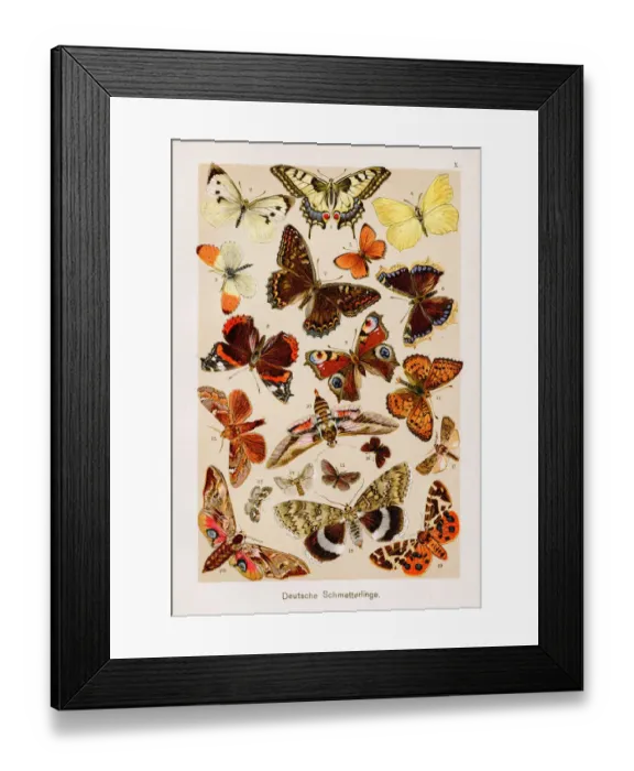 Framed Print : Butterfly Chromolithography 1899