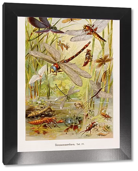 Insects Chromolithography 1899