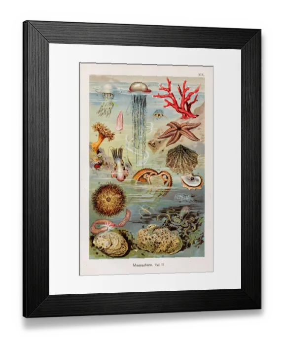 Framed Print : Marine life Chromolithography 1899