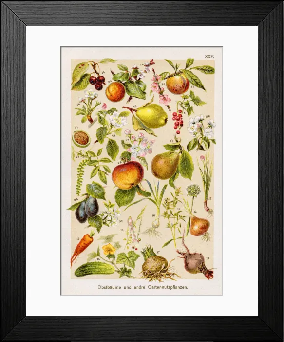 Framed Print : Fruit trees and other garden crops Chromolithography 1899