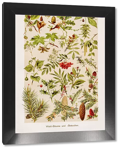 Forest trees and shrub Chromolithography 1899