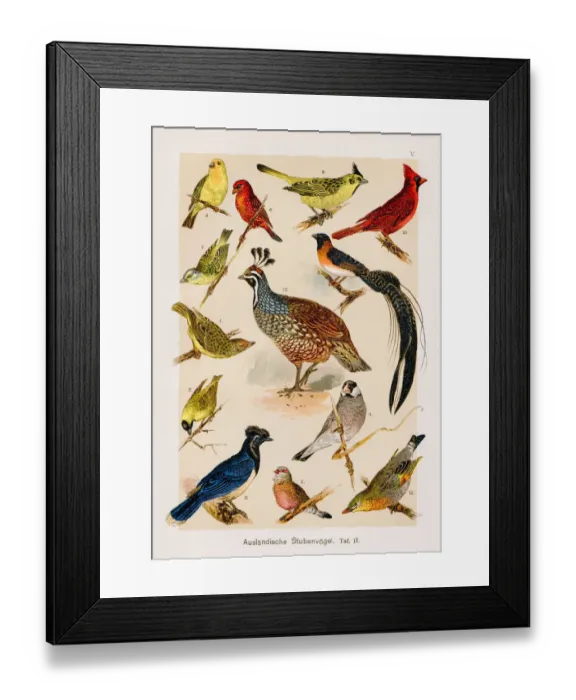 Framed Print : Foreign Cage Birds Chromolithography 1899 Framed Print : Foreign Cage Birds Chromolithography 1899
