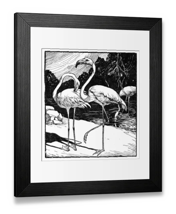 Framed Print : Foreign Cage Birds Chromolithography 1899 Framed Print : Foreign Cage Birds Chromolithography 1899