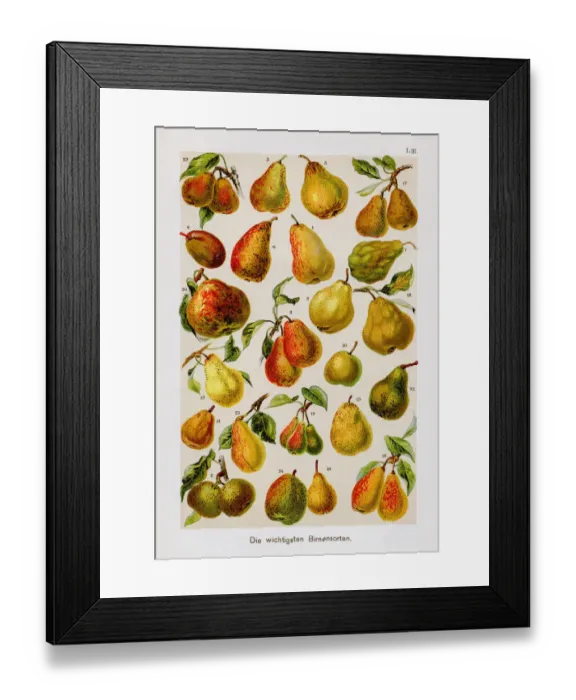 Framed Print : Types of pears antique chromolithograph 1899 Framed Print : Types of pears antique chromolithograph 1899