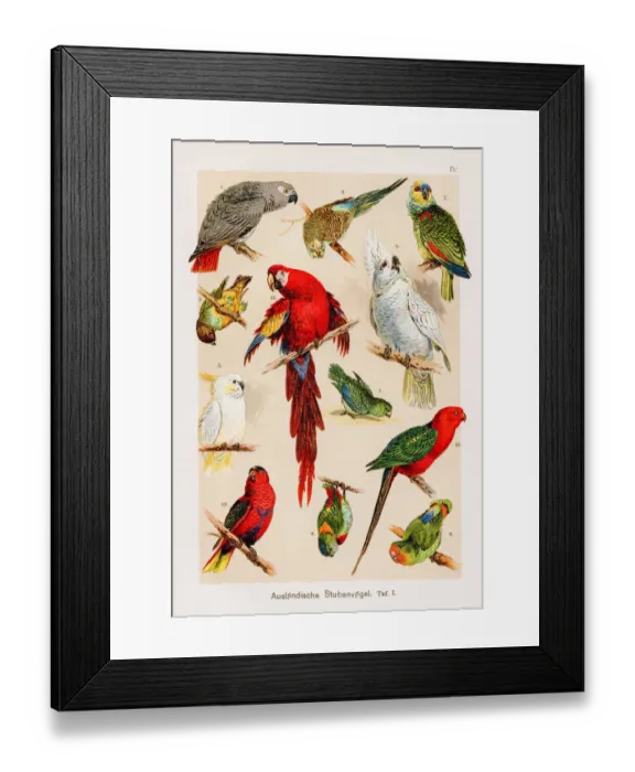 Framed Print : Parrots and Macaws Chromolithography 1899 Framed Print : Parrots and Macaws Chromolithography 1899