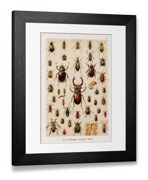 Framed Print : Insects beetles entomology Chromolithography 1899 Framed Print : Insects beetles entomology Chromolithography 1899
