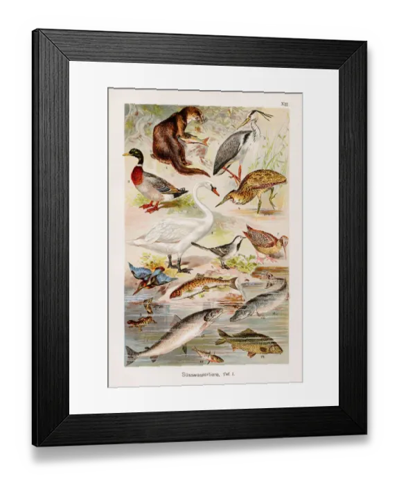 Framed Print : Fresh water animals Chromolithography 1899 Framed Print : Fresh water animals Chromolithography 1899