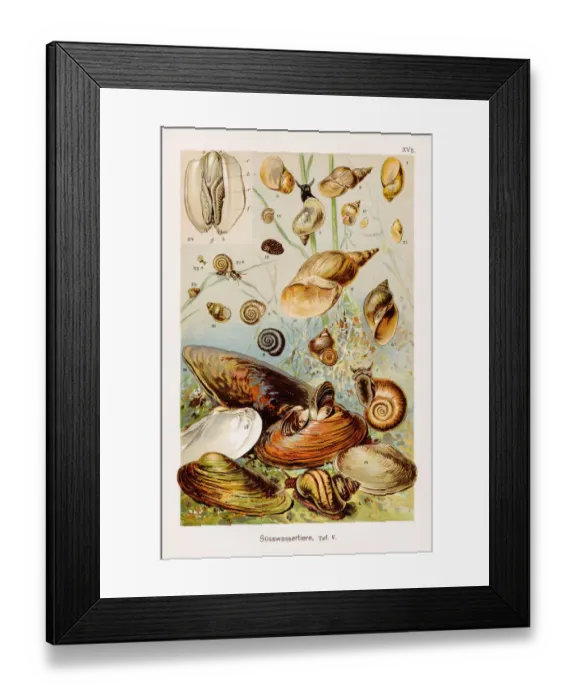 Framed Print : Freshwater Animals Chromolithography 1899 Framed Print : Freshwater Animals Chromolithography 1899