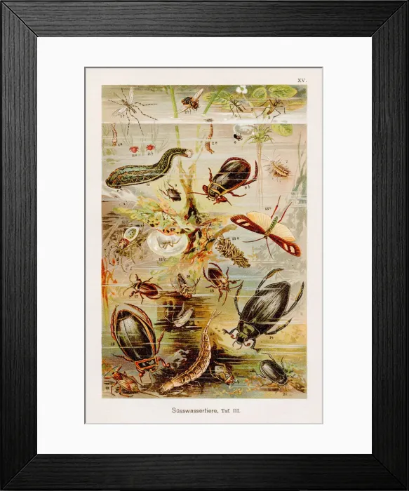 Framed Print : Fresh water insects Chromolithography 1899 Framed Print : Fresh water insects Chromolithography 1899
