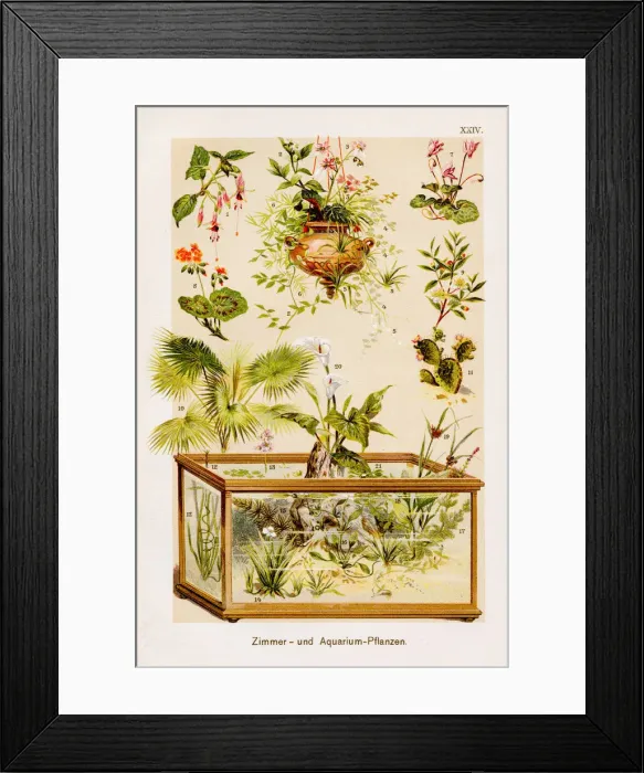 Framed Print : Indoor and aquarium plants Chromolithography 1899 Framed Print : Indoor and aquarium plants Chromolithography 1899