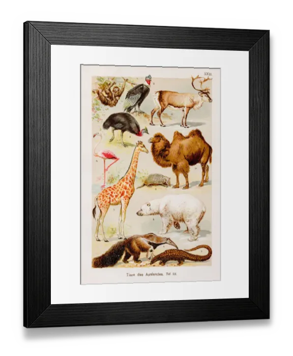 Framed Print : Animals Chromolithography 1899 Framed Print : Animals Chromolithography 1899