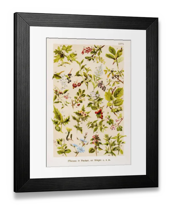 Framed Print : Hedging & Wayside Plants Chromolithography 1899 Framed Print : Hedging & Wayside Plants Chromolithography 1899