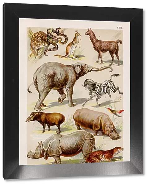 Exotic animals Chromolithography 1899