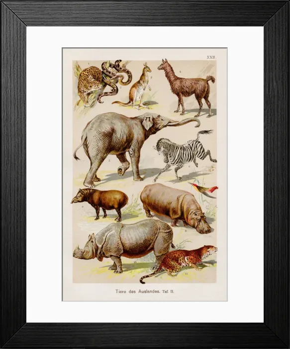 Framed Print : Exotic animals Chromolithography 1899 Framed Print : Exotic animals Chromolithography 1899