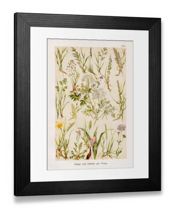 Framed Print : Grasses Chromolithography 1899 Framed Print : Grasses Chromolithography 1899