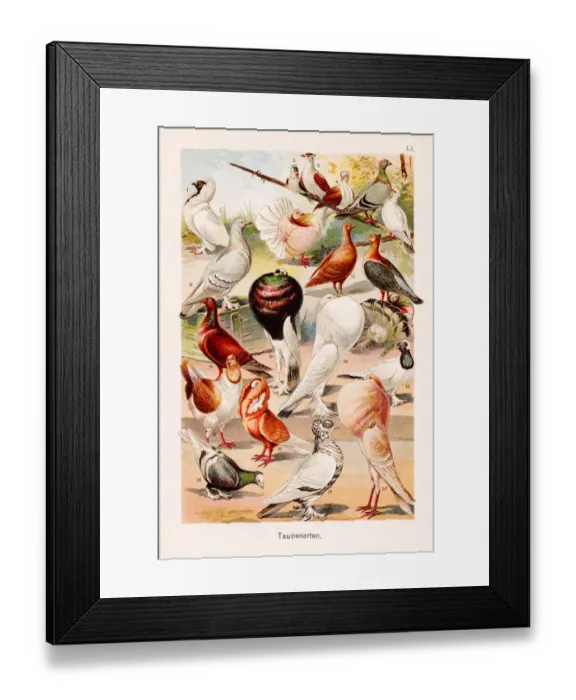 Framed Print : Doves and Pigeons Chromolithography 1899