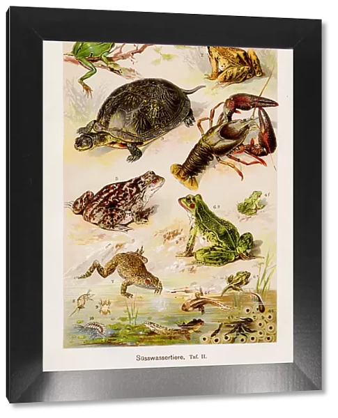 Aquatic Freshwater animals Chromolithography 1899