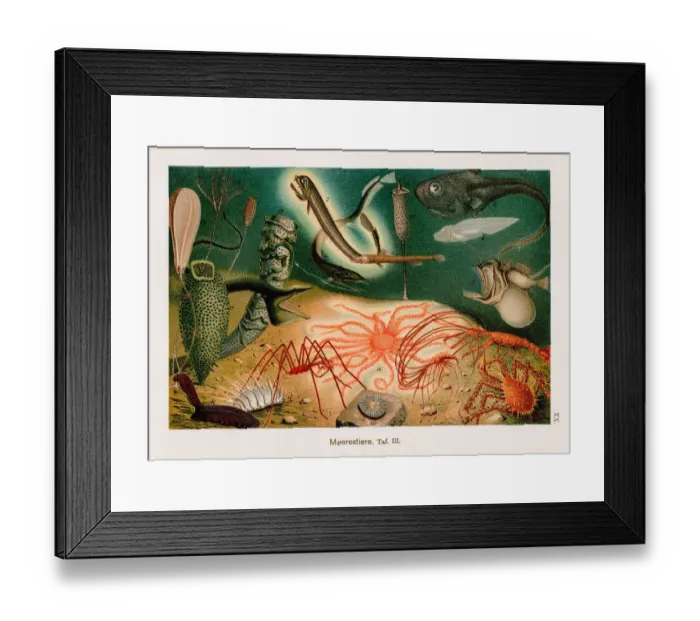 Framed Print : Deep Sea Creatures Chromolithography 1899
