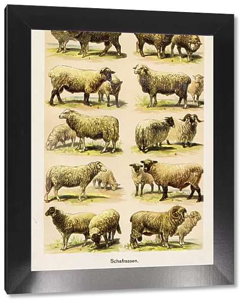Sheep Breeds Chromolithography 1899