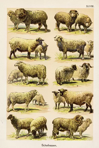 Sheep Breeds Chromolithography 1899