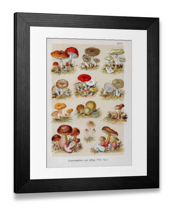 Framed Print : Inedible & Poisonous Mushrooms Chromolithography 1899 Framed Print : Inedible & Poisonous Mushrooms Chromolithography 1899