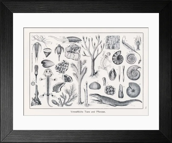 Framed Print : Prehistoric Animals and Plants Chromolithography 1899 Framed Print : Prehistoric Animals and Plants Chromolithography 1899
