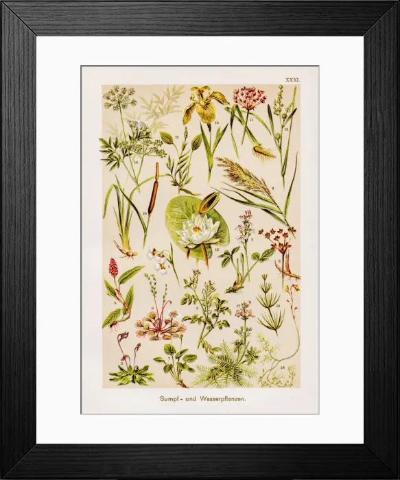 Framed Print : Marsh and Water Plants Chromolithography 1899 Framed Print : Marsh and Water Plants Chromolithography 1899