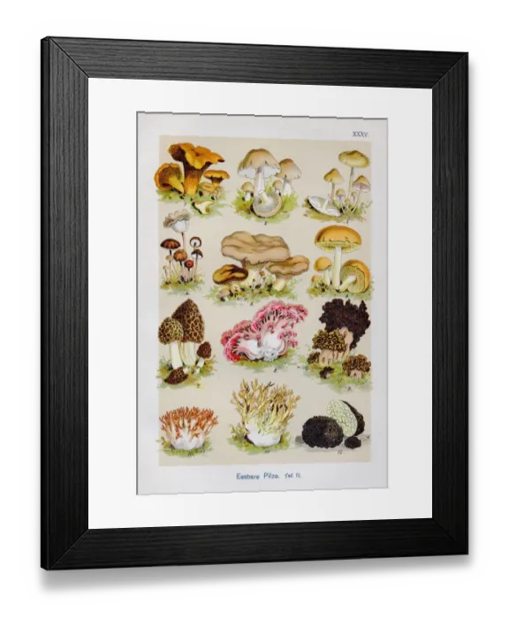 Framed Print : Edible Mushrooms Chromolithography 1899 Framed Print : Edible Mushrooms Chromolithography 1899