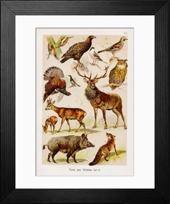 Framed Print : Forest Animals Chromolithography 1899 Framed Print : Forest Animals Chromolithography 1899