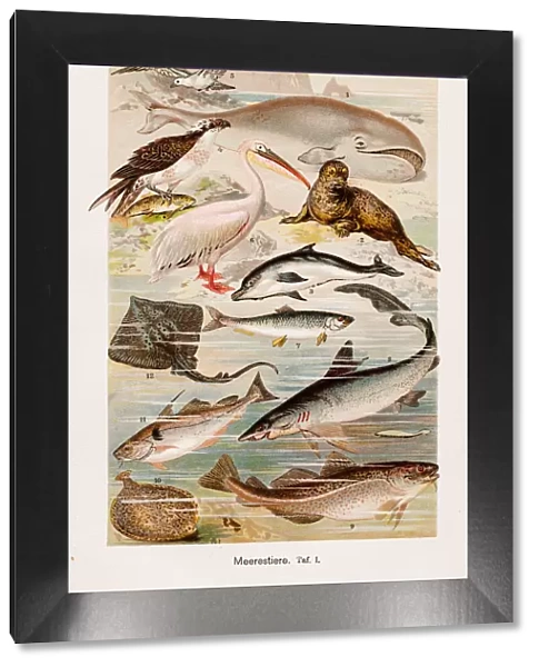 Oceanic animals Chromolithography 1899