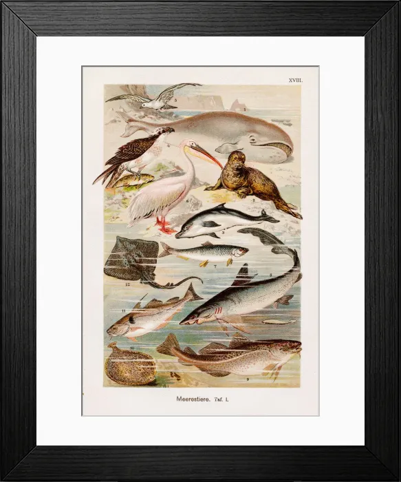 Framed Print : Oceanic animals Chromolithography 1899 Framed Print : Oceanic animals Chromolithography 1899