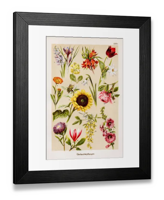 Framed Print : Garden Ornamental Plants Chromolithography 1899 Framed Print : Garden Ornamental Plants Chromolithography 1899