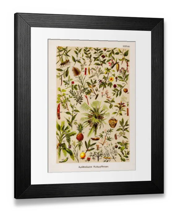 Framed Print : Foreign Cultivated Plant Chromolithography 1899 Framed Print : Foreign Cultivated Plant Chromolithography 1899