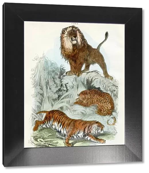Leopard, tiger, lion engraving 1893