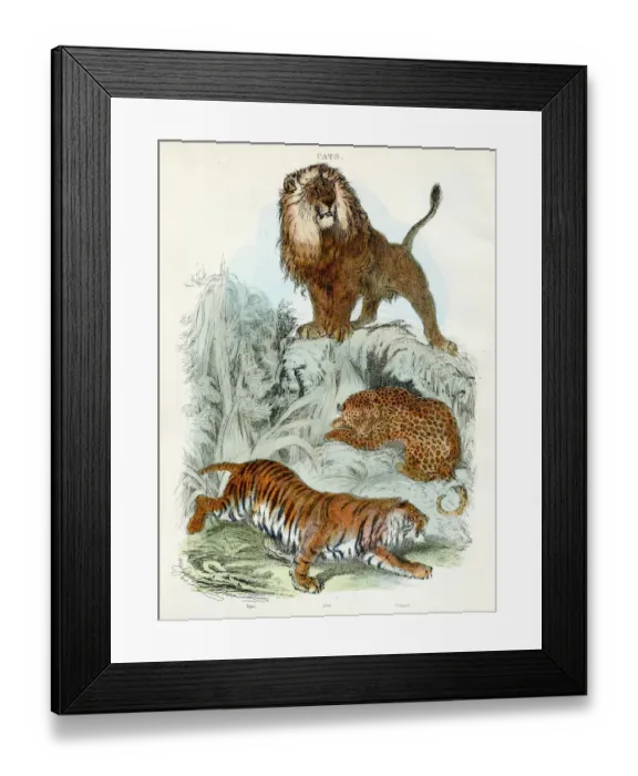 Framed Print : Leopard, tiger, lion engraving 1893