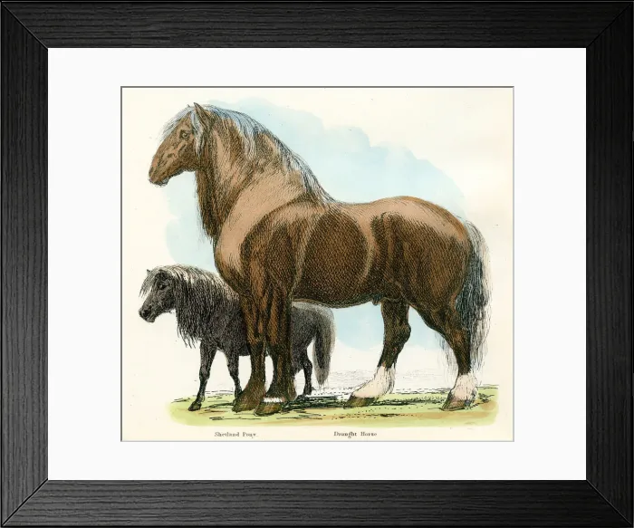 Framed Print : Shetland pony and draft horse engraving 1893