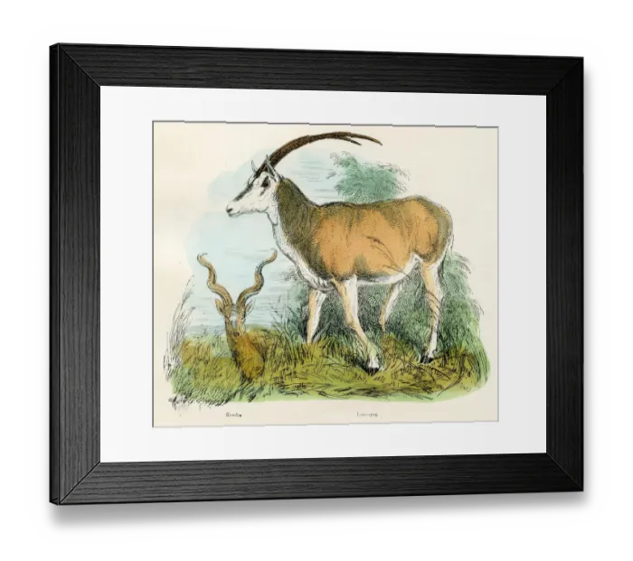 Framed Print : Kudu and oryx antelopes engraving 1893