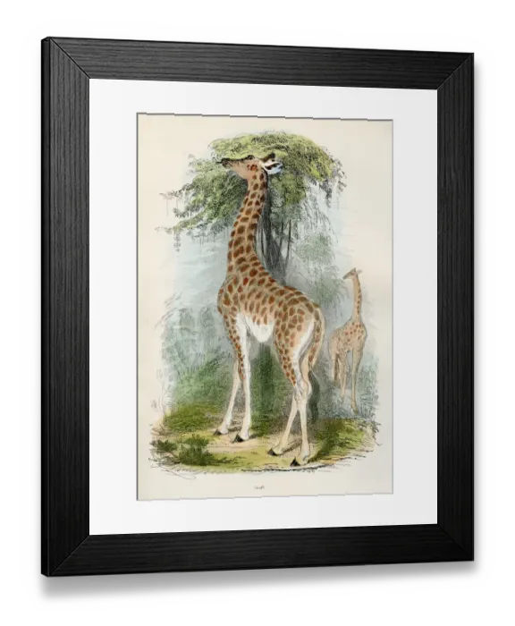 Framed Print : Giraffe engraving 1893 Framed Print : Giraffe engraving 1893
