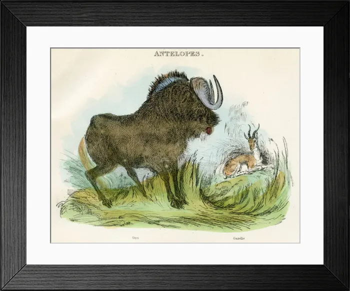 Framed Print : Gnu and gazelle antelopes engraving 1893 Framed Print : Gnu and gazelle antelopes engraving 1893