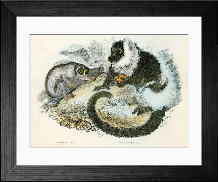 Framed Print : Lemurs engraving 1893 Framed Print : Lemurs engraving 1893