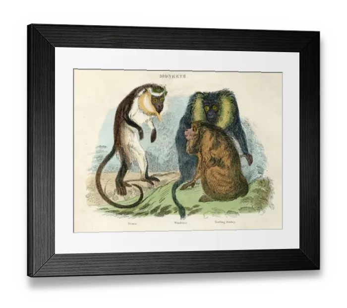 Framed Print : Howler, Ceropithecus monkeys engraving 1893 Framed Print : Howler, Ceropithecus monkeys engraving 1893